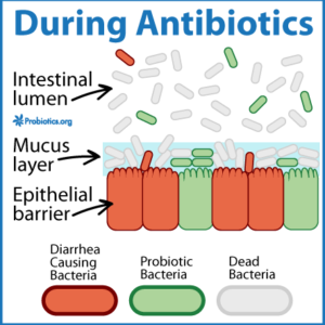 during antibiotics